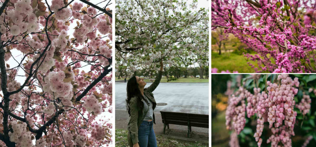 Cherry blossoms and flowers in Japan.