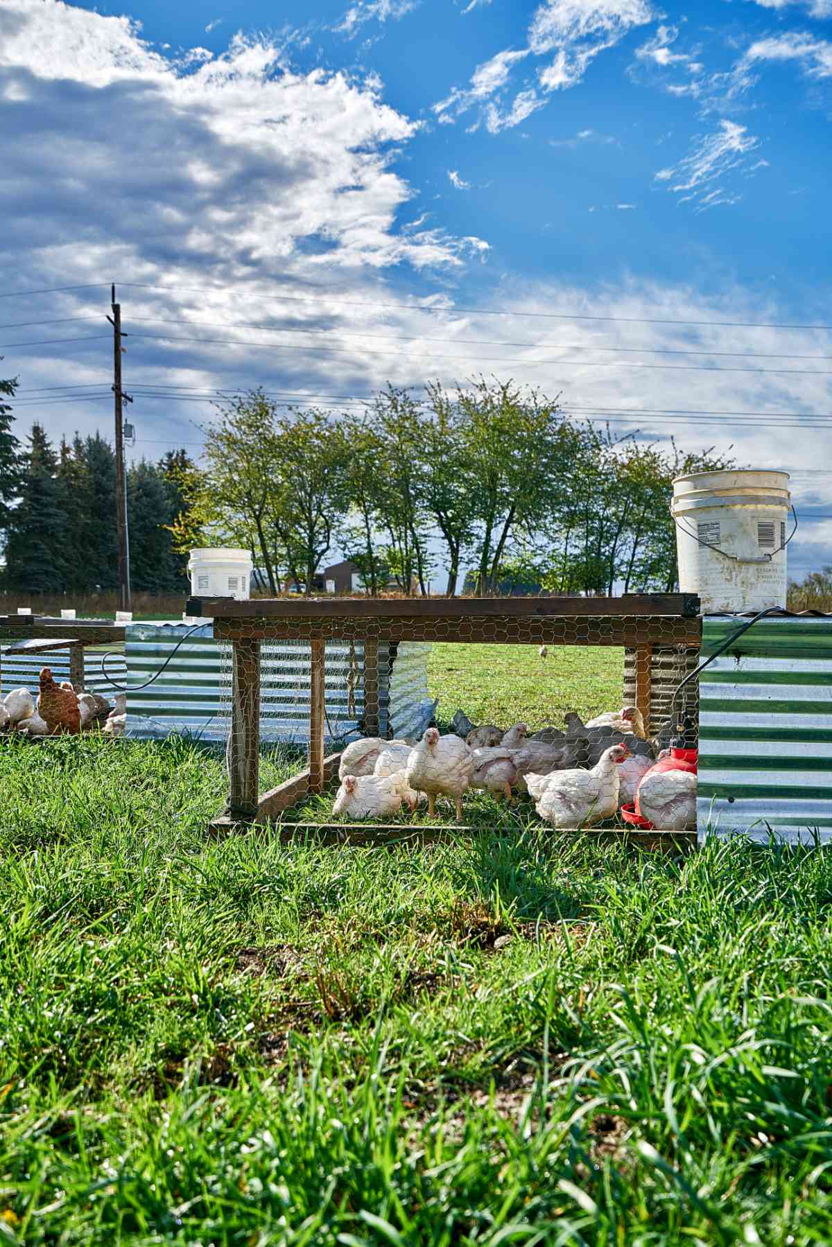 Free range chicken coops.