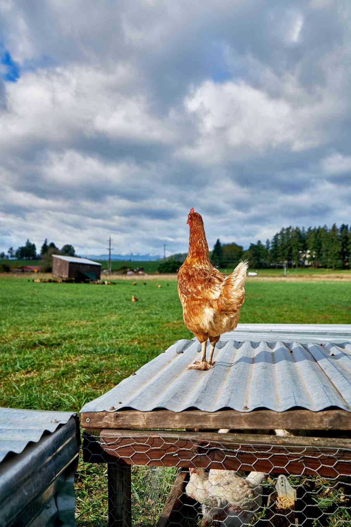 Chicken on top of a coop.