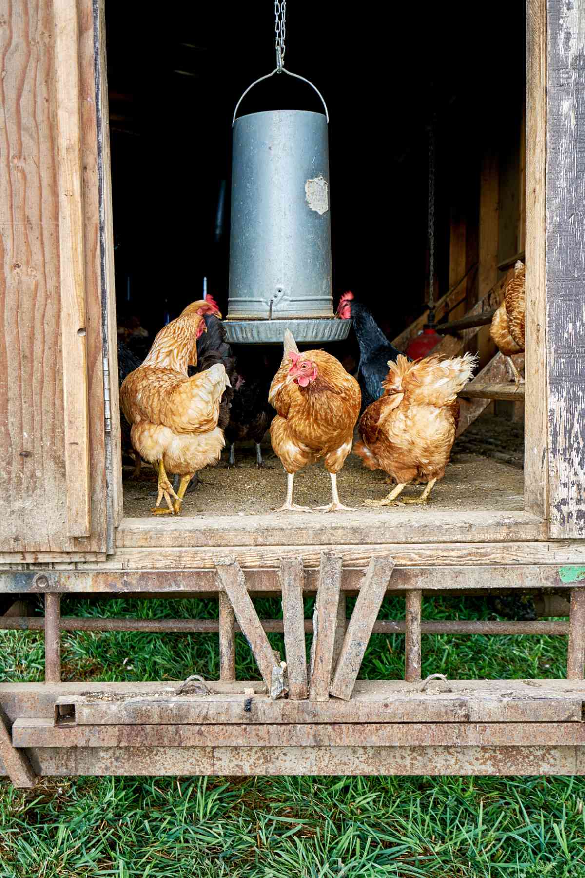 Three chickens in a hen house.