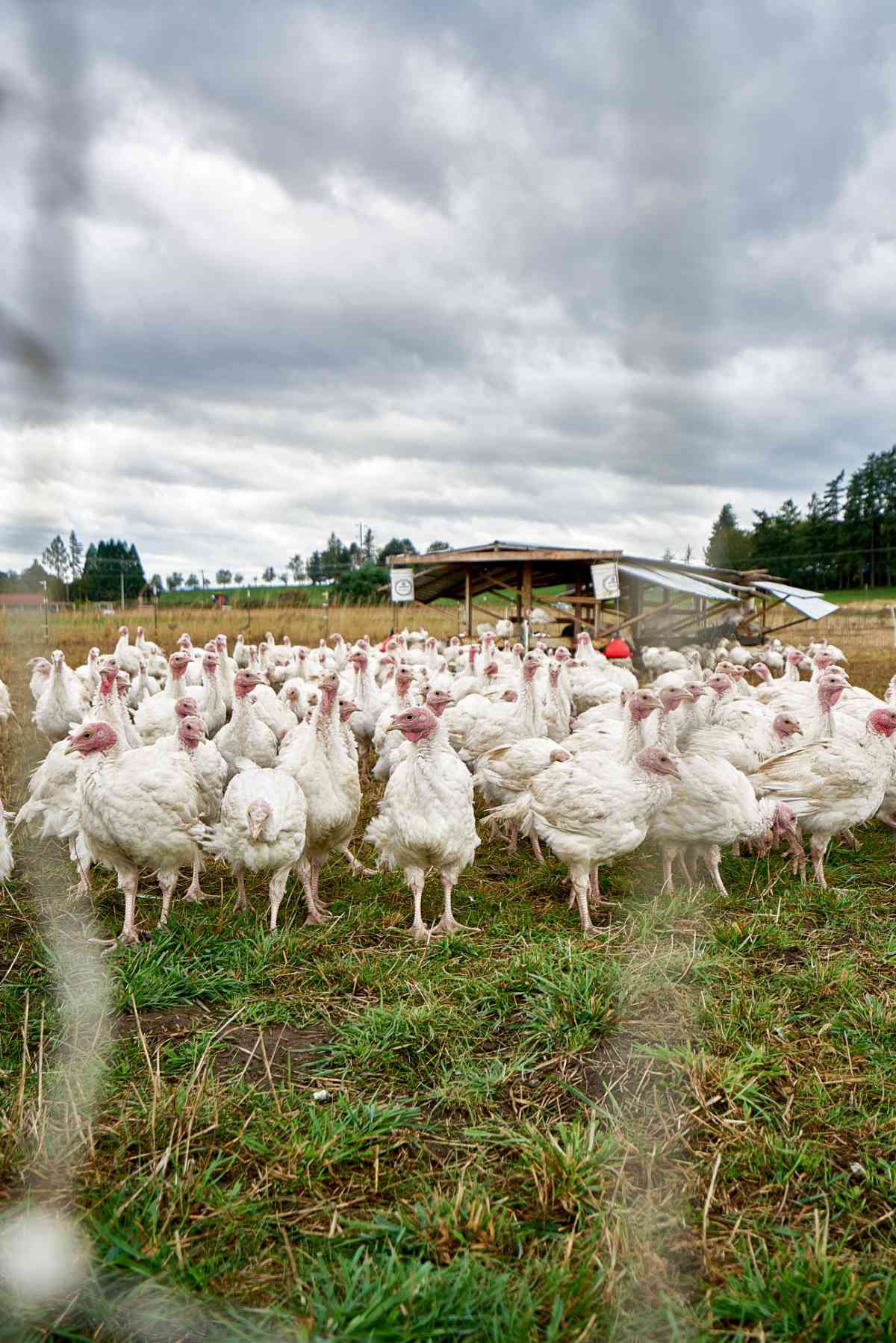 turkeys in a field.