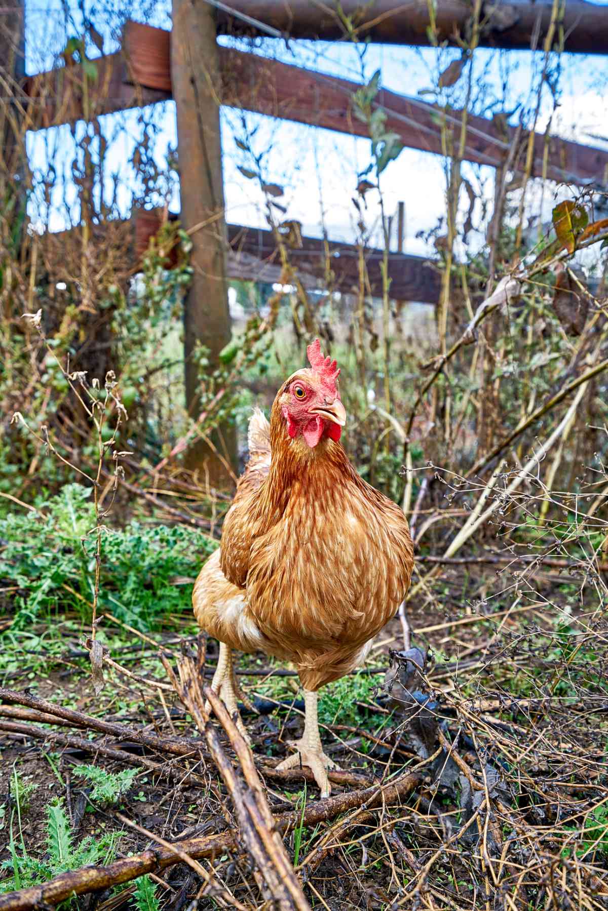 Brown chicken walking towards the camera.