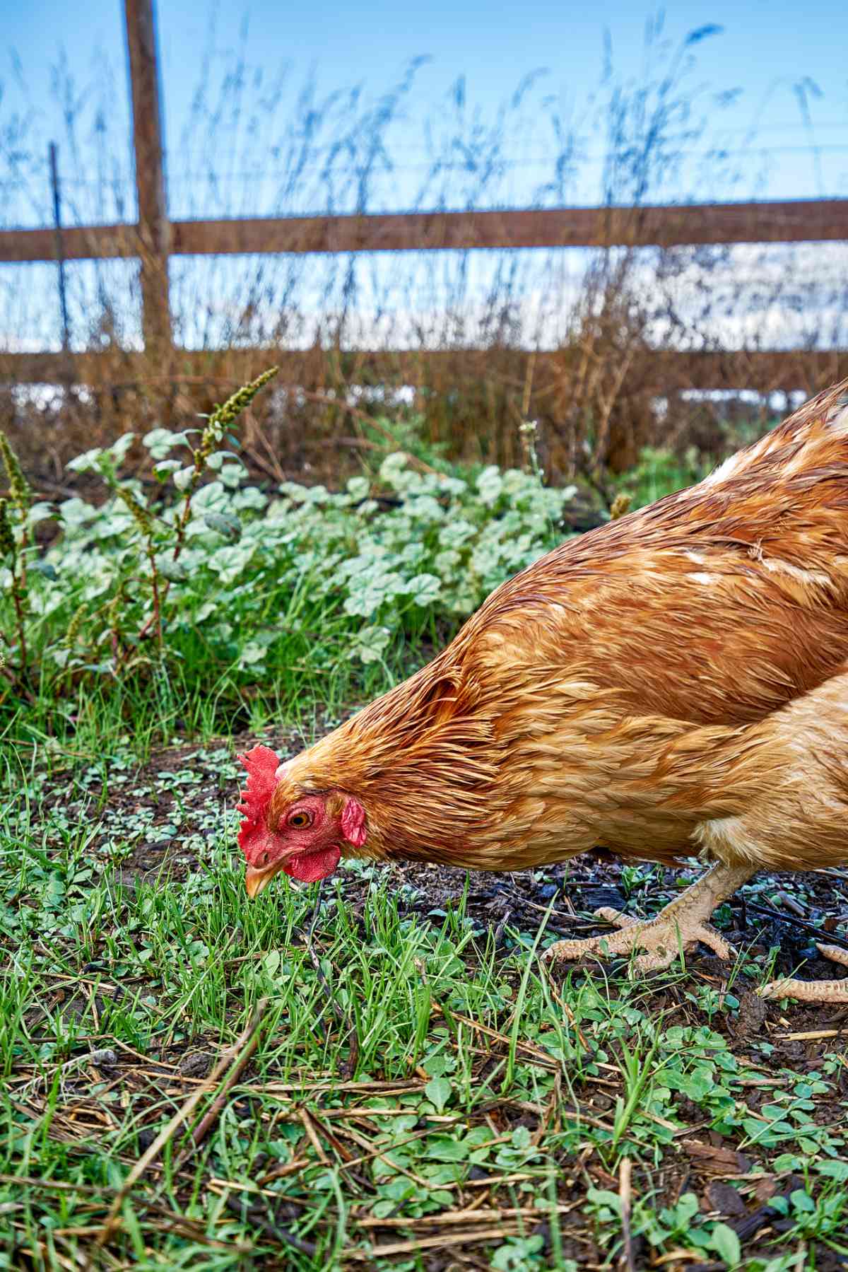 Chicken grazing on a field.