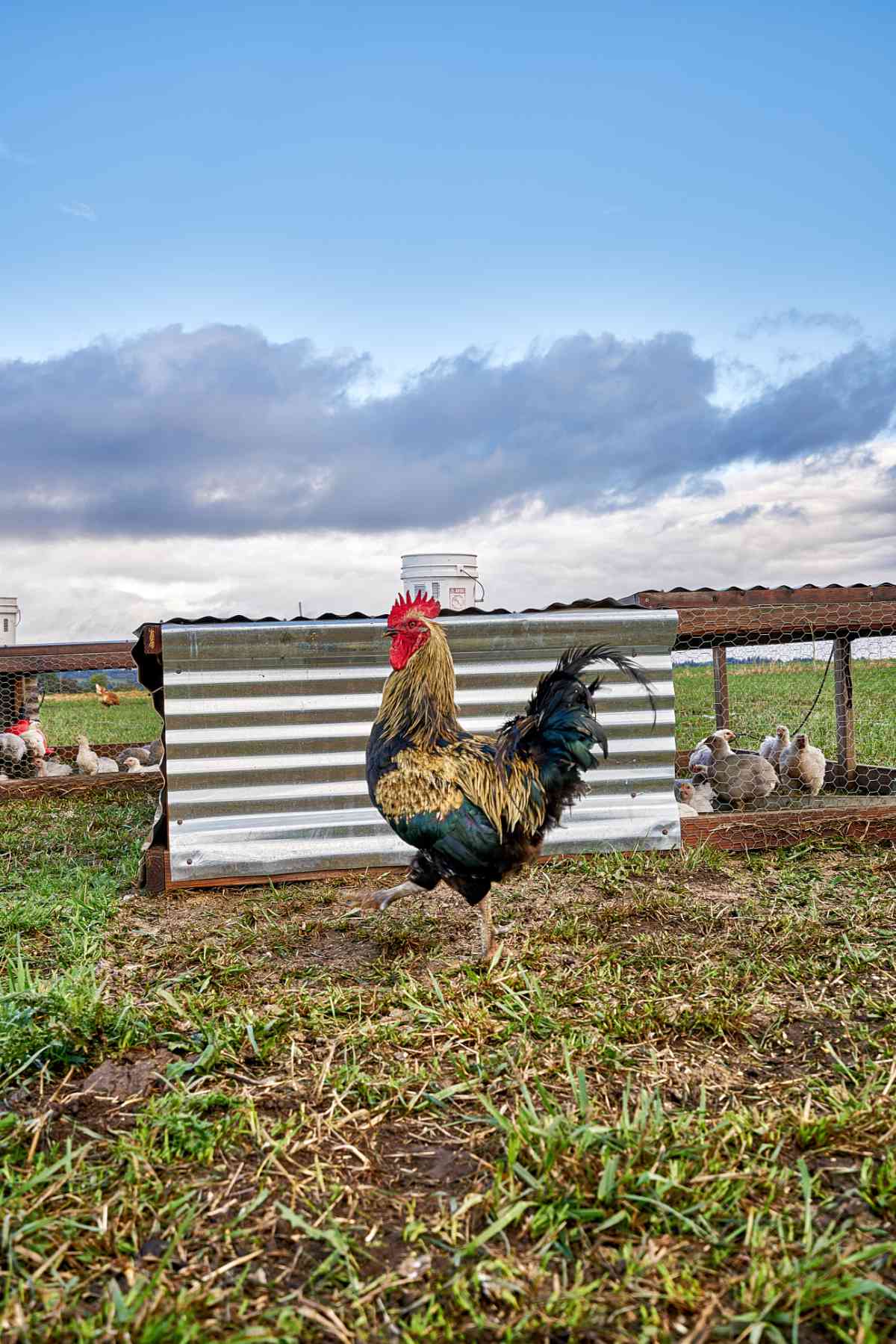 Rooster in front of chicken pens.