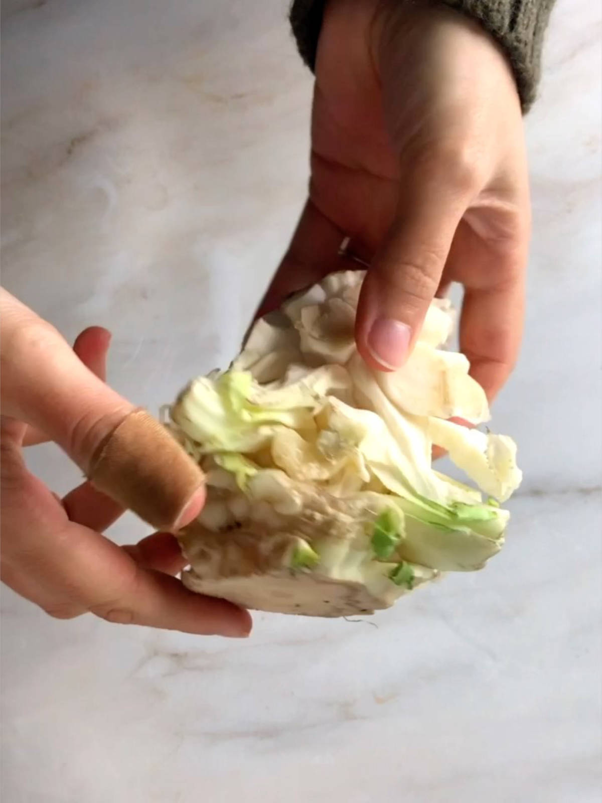 Two hands holding a stalk of cauliflower with the florets removed.