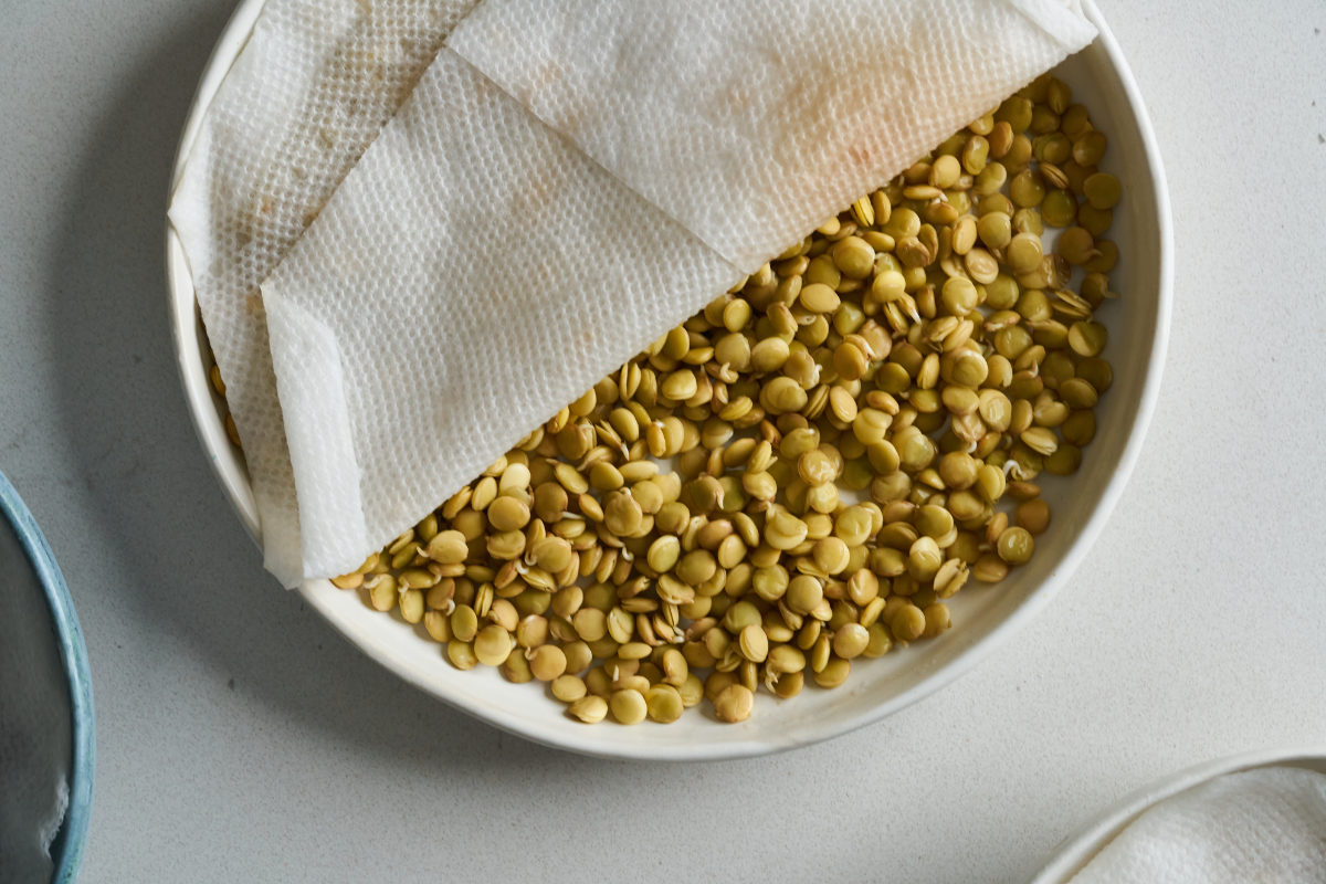 Lentil sprouts on a plate covered with a wet paper towel.