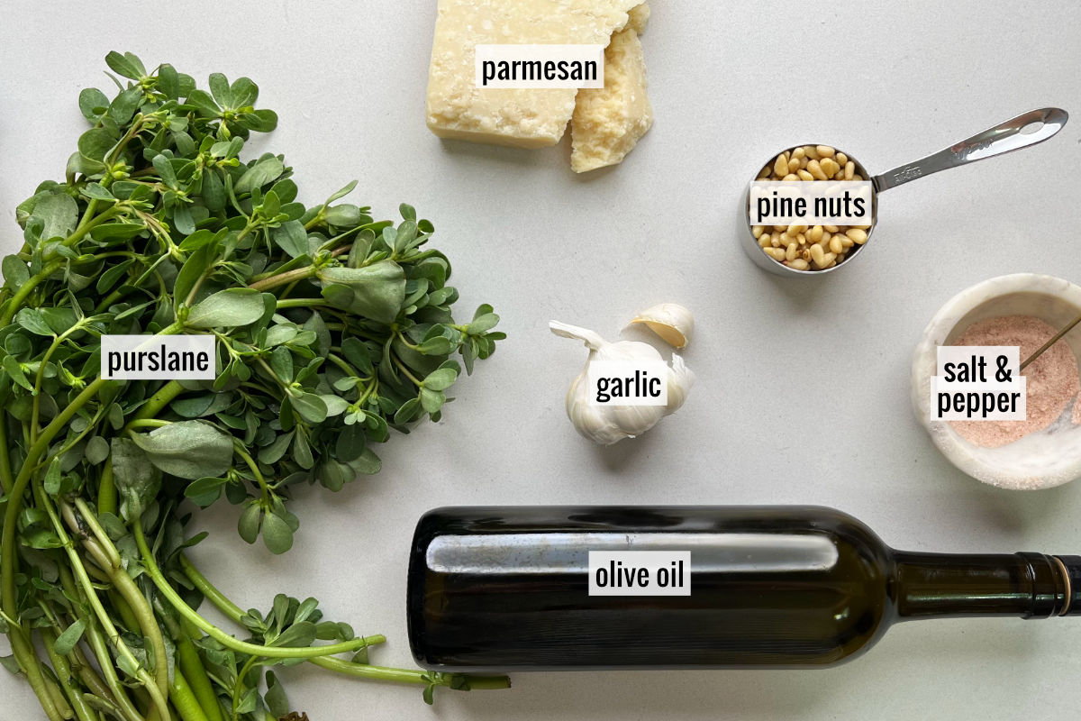 Purslane, olive oil, parmesan, garlic, and other labeled ingredients to make purslane pesto.