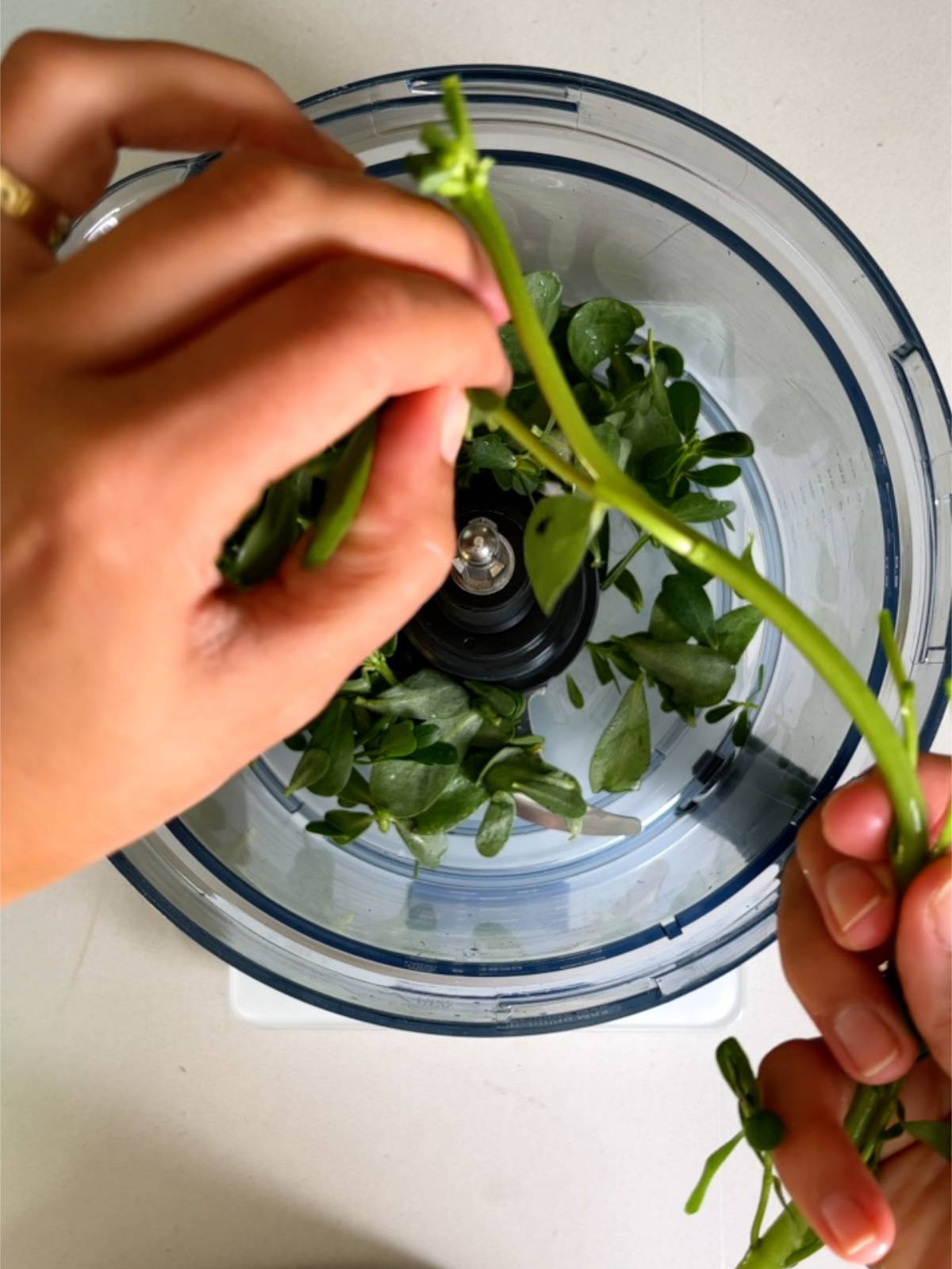 Trimming a long stem of purslane over a food processor bowl filled with purslane leaves.