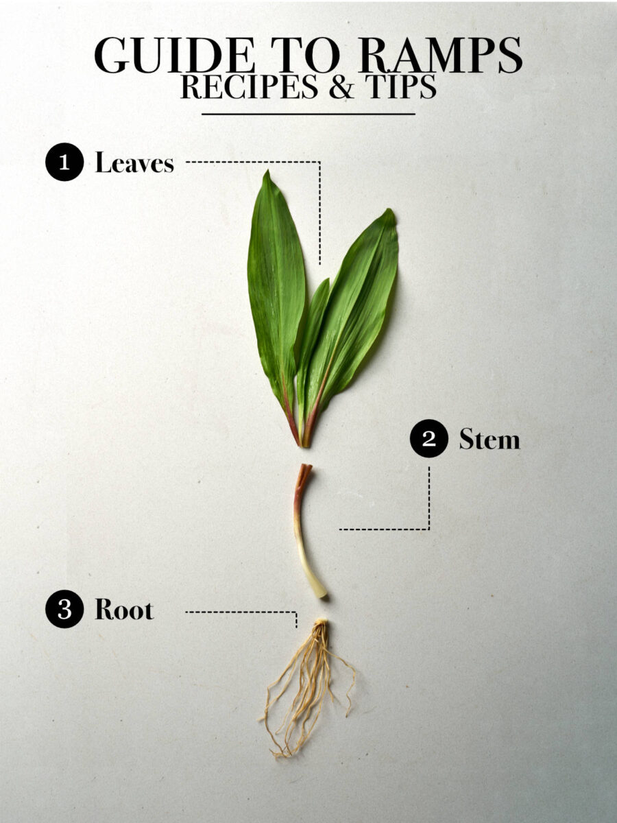 A ramp split into three parts: the leaves, stem, and root.