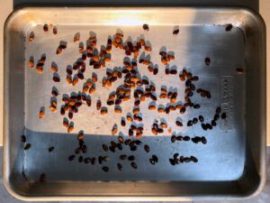 Watermelon seeds scattered across a metal baking sheet in a single layer, lit by sunlight.